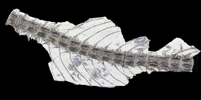 Ichthyodectes (Monster Cretaceous Fish) Vertebra - Kansas #64122